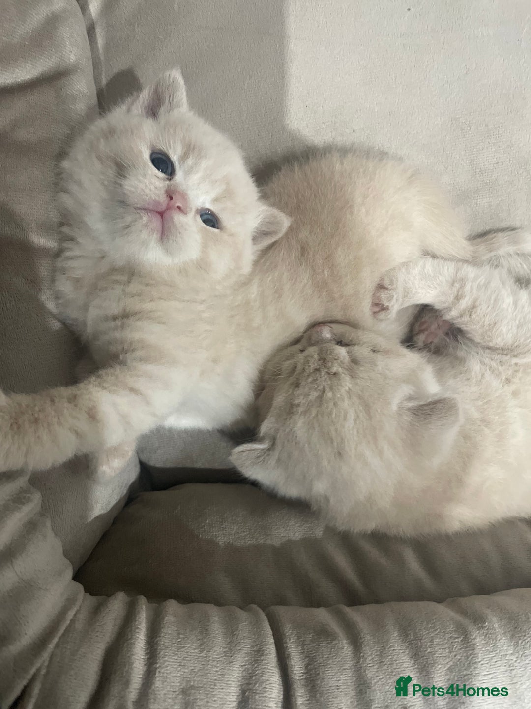 British Shorthair cats for sale: British shorthair  - Image 2
