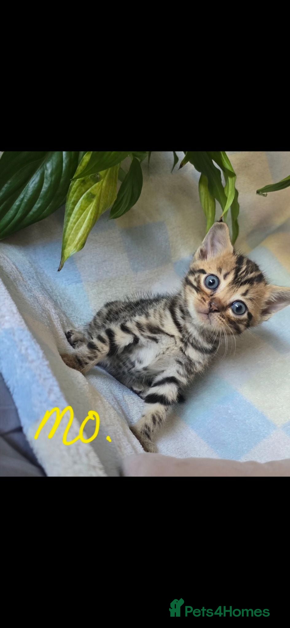 Mixed Breed cats Bengal X selkirk rex male kittens  - Advert 1
