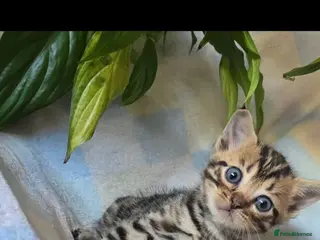 Mixed Breed cats Bengal X selkirk rex male kittens - Advert 2