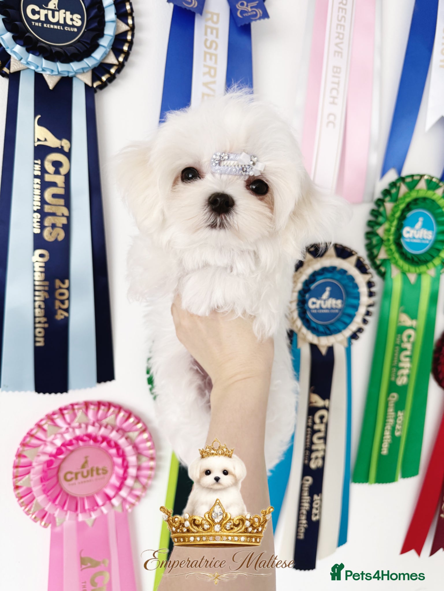Maltese dogs Exclusive Tiny Kc Reg. Maltese By Emperatrice  - Advert 1