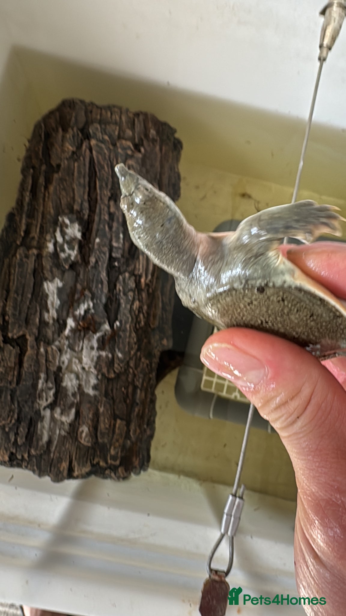 Turtle reptiles for sale: Turtles  - Advert 1