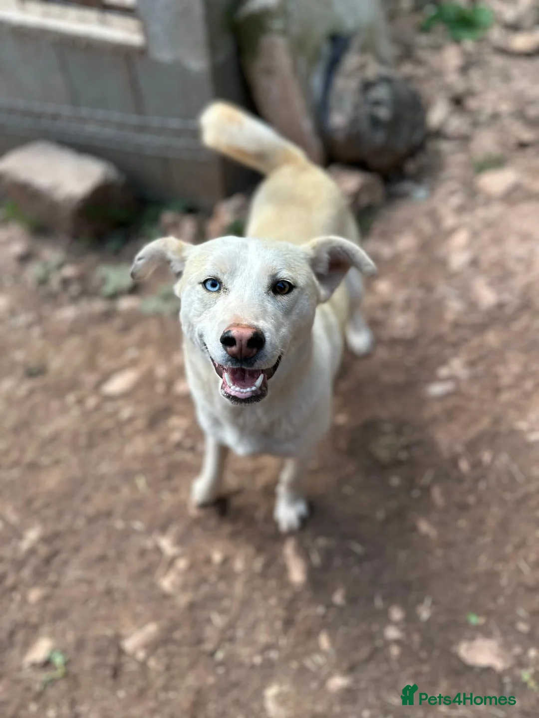 Mixed Breed dogs for adoption: Sakari 💛 - Advert 1