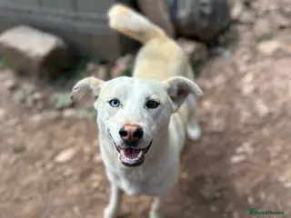 Mixed Breed dogs Sakari 💛 - Advert 1