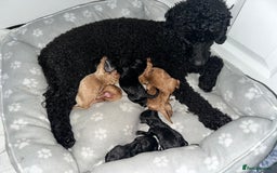 Toy Poodle dogs for sale: Red & black toy poodles  - Image 19