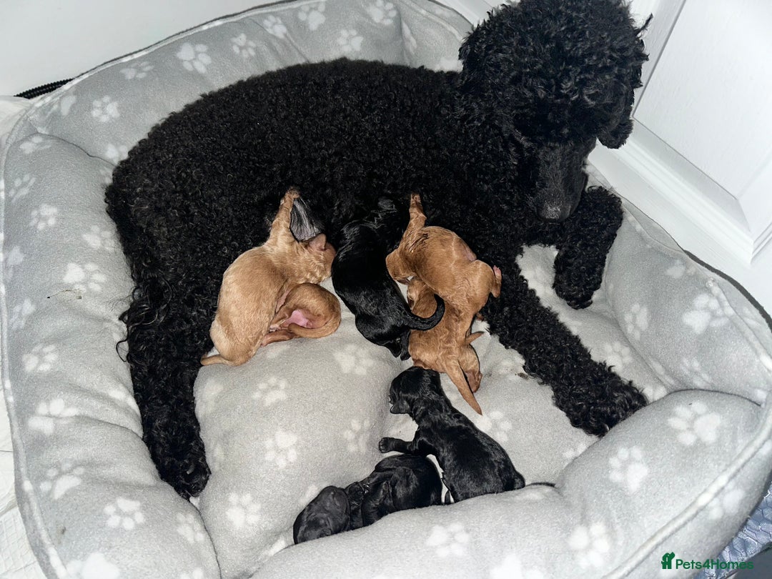 Toy Poodle dogs for sale: Red & black toy poodles  - Image 19
