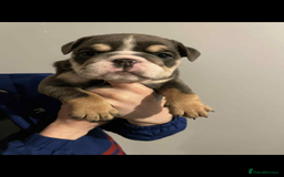 English Bulldog dogs for sale: DWKC STUNNING ENGLISH BULLDOGS. - Image 15