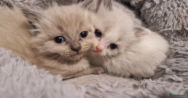 Ragdoll cats - Advert 2