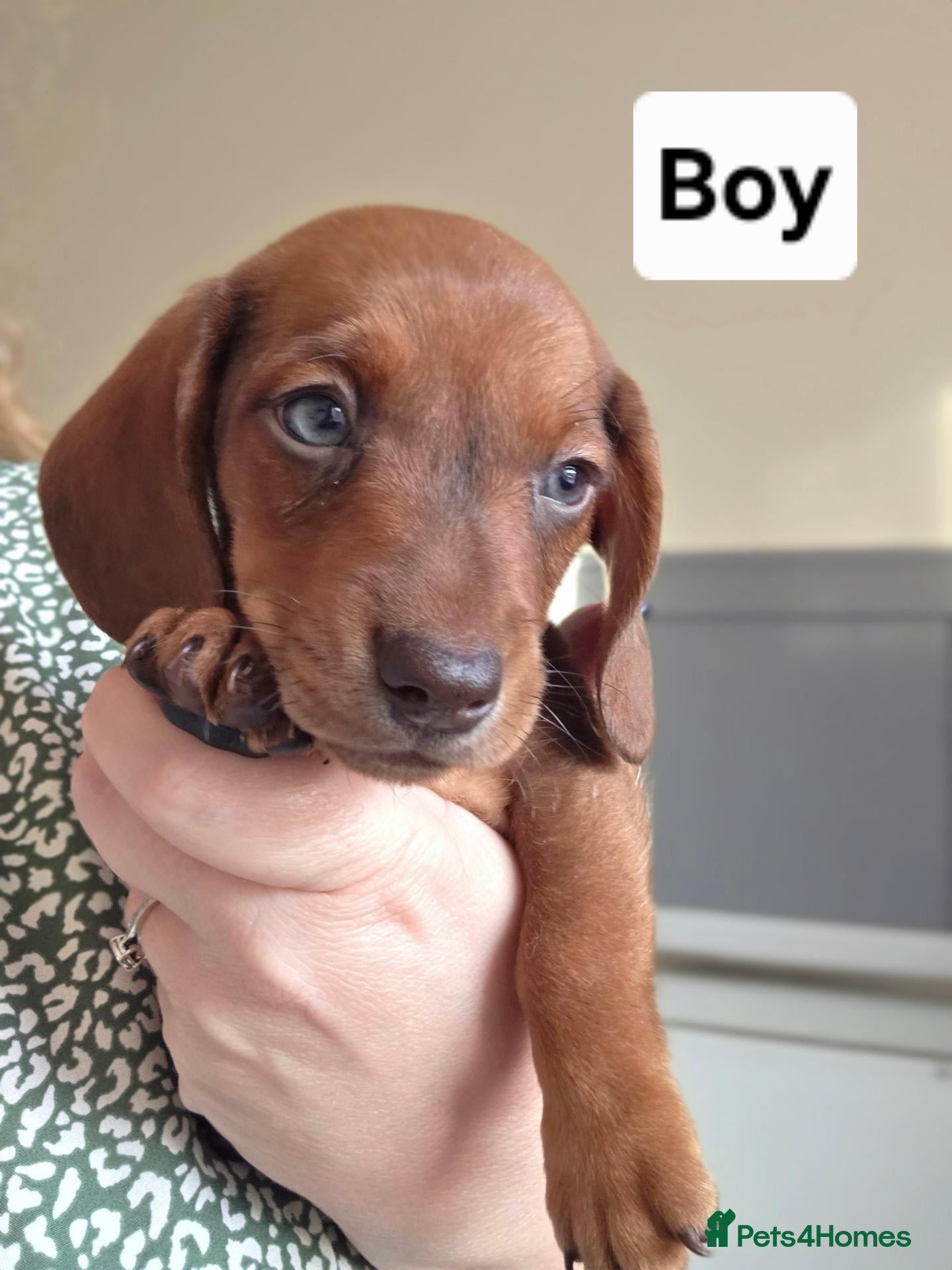 Miniature Dachshund dogs Mini Dachshunds long and short haired - Advert 4
