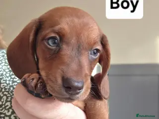 Miniature Dachshund dogs Mini Dachshunds long and short haired - Advert 17