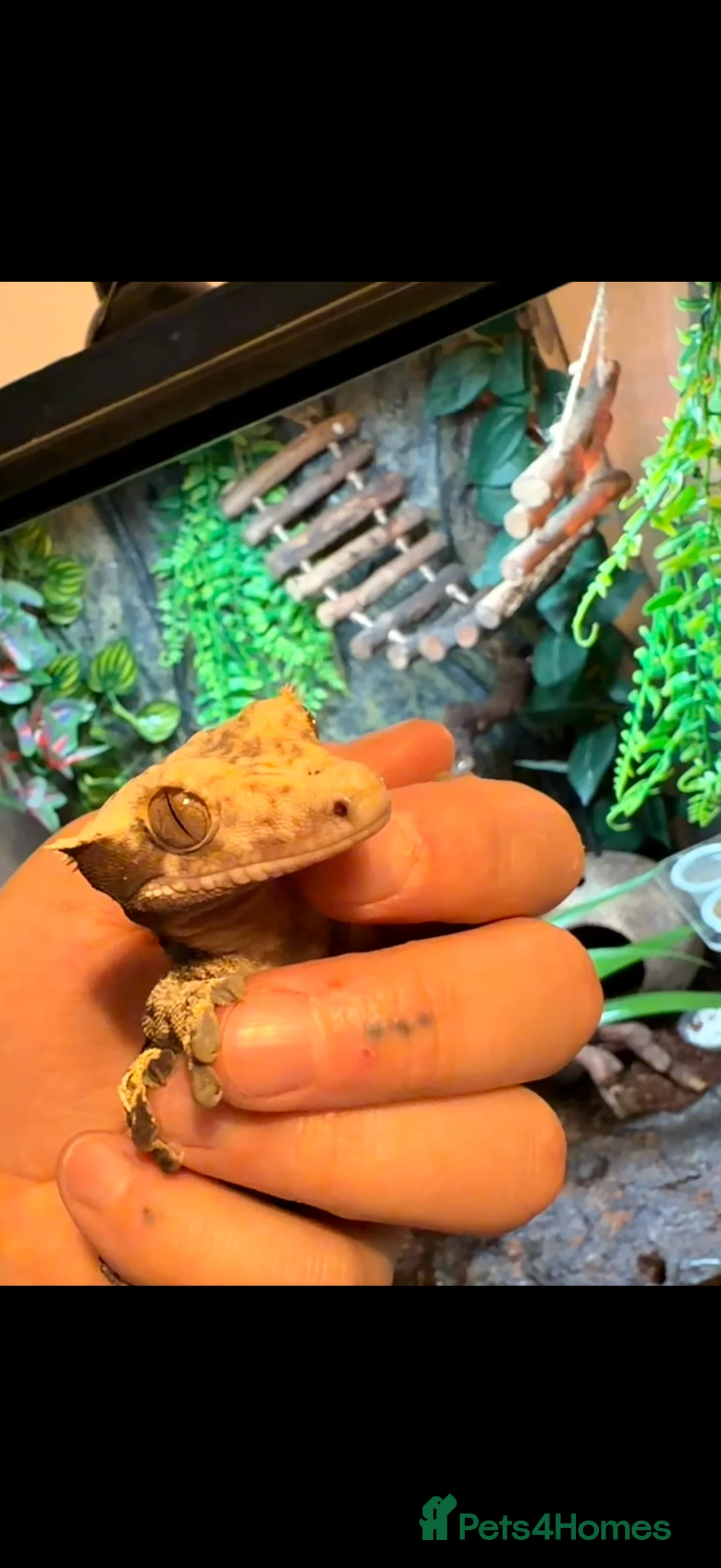 Gecko reptiles for sale: Stunning crested gecko male - Advert 5
