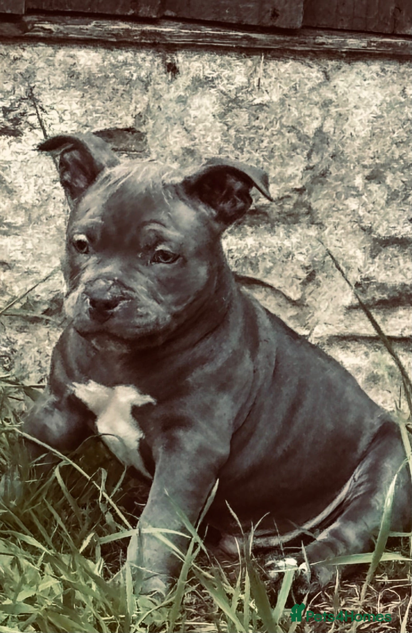 American Bully dogs American pocket bulldogs READY TO LEAVE  - Advert 7