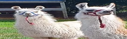Llama livestock for sale: 4 female llamas in York - Advert 15