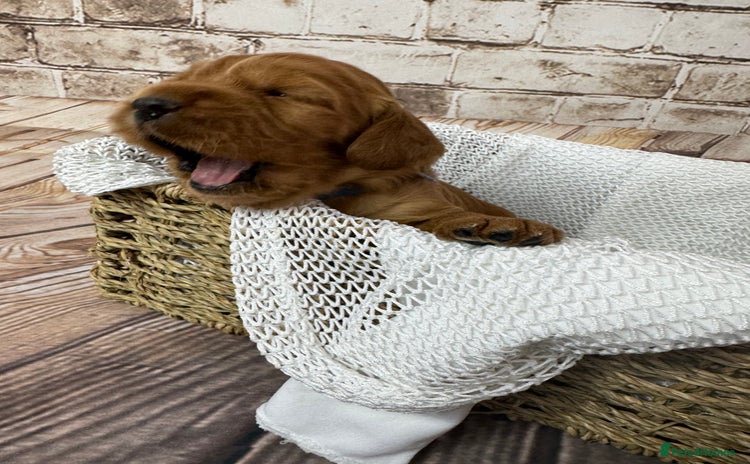 Cocker Spaniel dogs - Advert 15