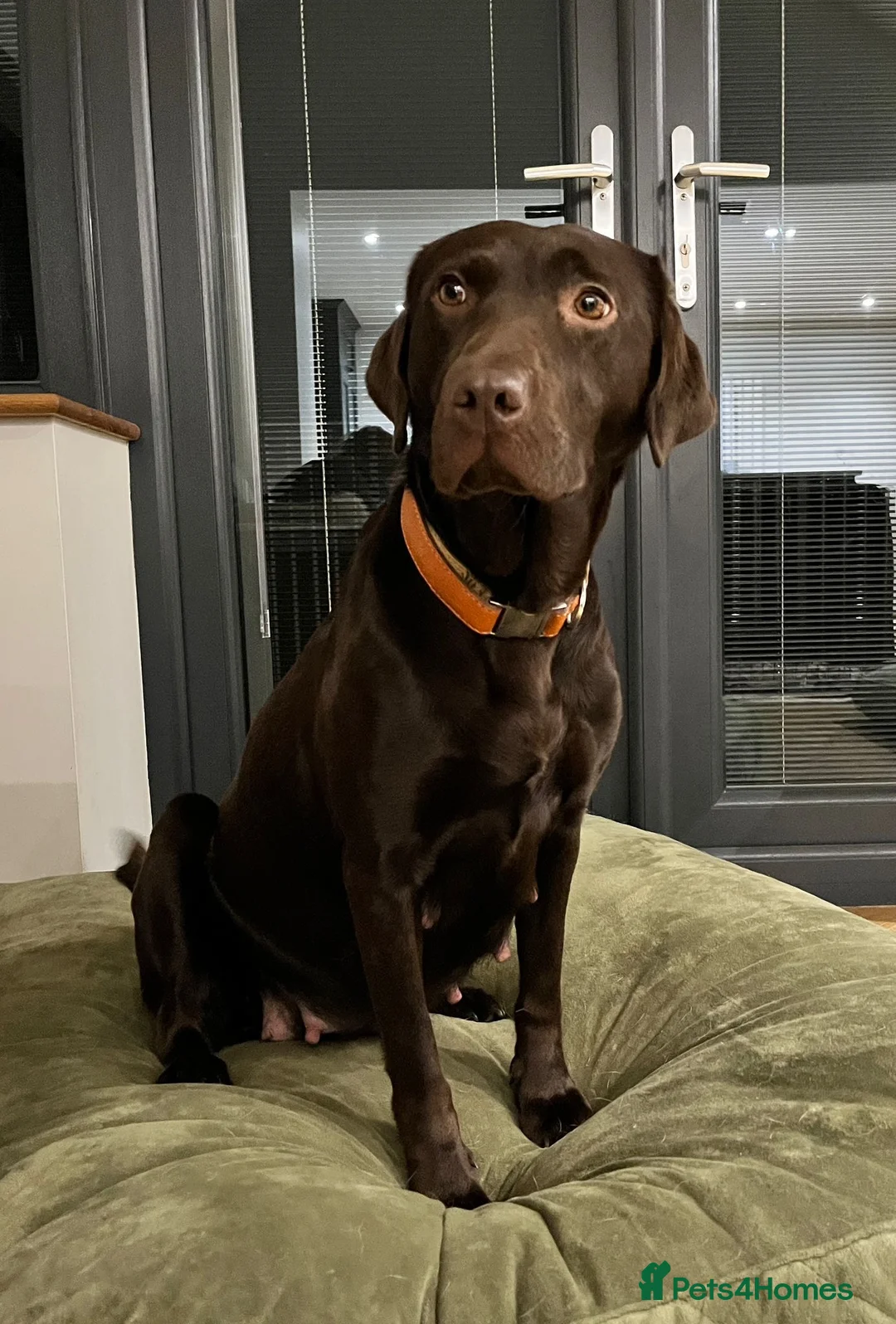 Labrador Retriever dogs for sale: Extensively Health Tested Chocolates  - Advert 10