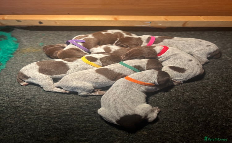 German Shorthaired Pointer dogs - Advert 1