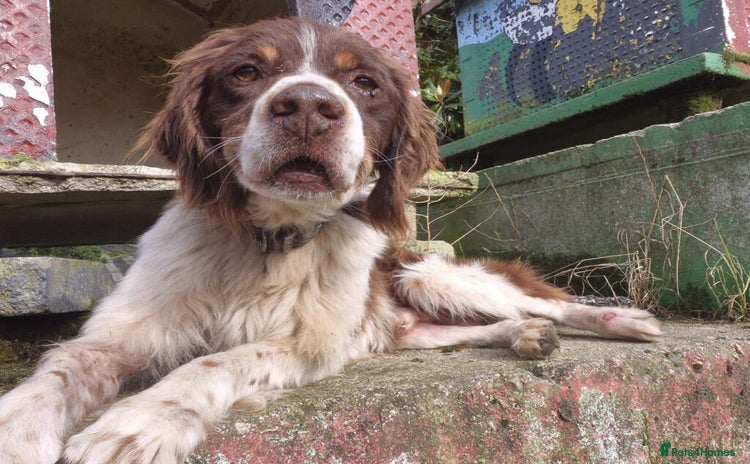 Brittany Spaniel dogs - Advert 1