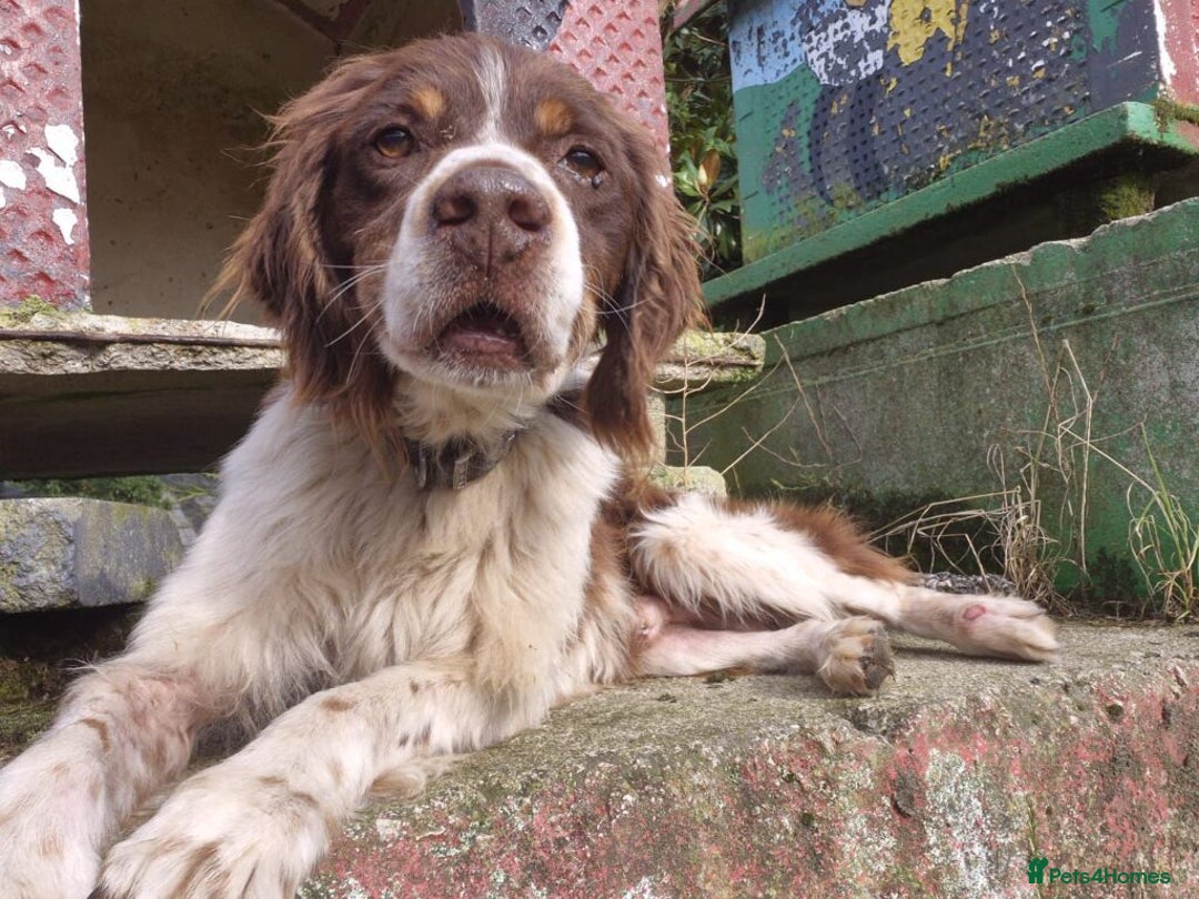 Brittany Spaniel dogs for adoption: Ortzi - Image 1