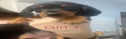 Miniature Dachshund dogs for sale: 4 black & tan miniature dachshund puppies. - Advert 13