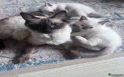 Ragdoll cats for sale: Pure breed ragdolls - Image 4
