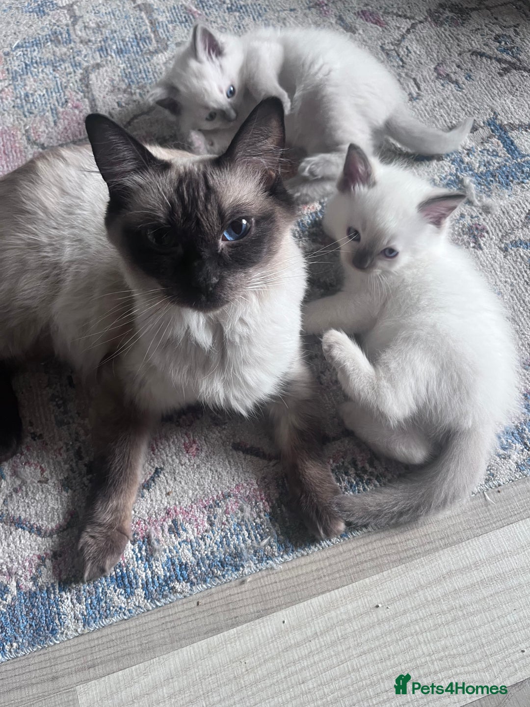 Ragdoll cats for sale: Pure breed ragdolls - Image 4