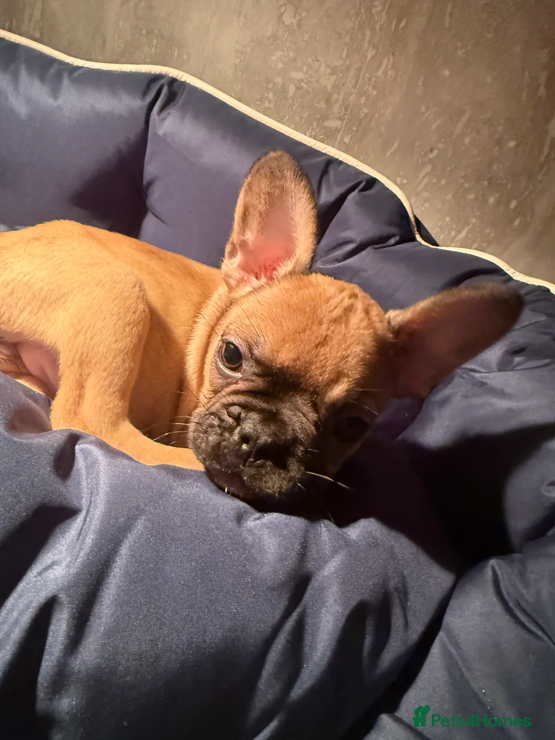 French Bulldog dogs for sale: Issy  - Advert 7