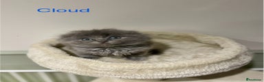 Cloud