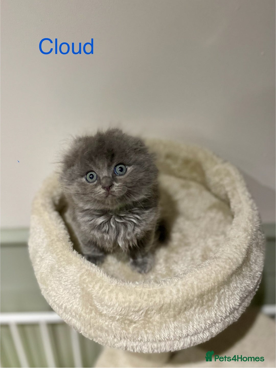 Ragdoll cats for sale: Exquisite, truly unique Ragdolls & Ragfold kittens - Advert 26