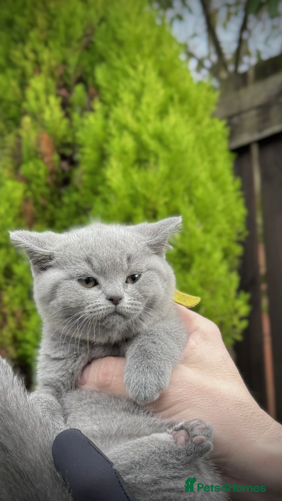 British Shorthair cats for sale: Adorable British Shorthair Blue and Lilic kittens - Advert 30
