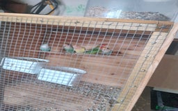 Lovebirds birds for sale: Lovebirds mixed  - Image 2