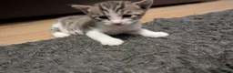 Bengal cats for sale: 😻😻 Beautiful Bengal Cross Kittens For Sale 😻😻 - Advert 35