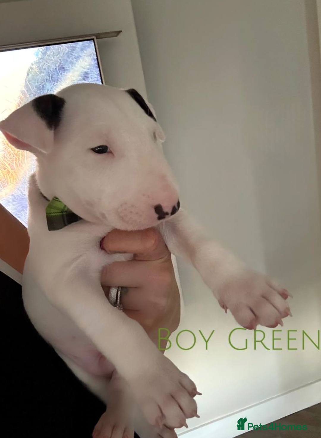 Mixed Breed dogs for sale: English Bull Terrier Puppies for Loving Families - Advert 4