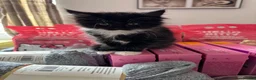 Mixed Breed cats for sale: Cross breed Maine Coon Domestic long haired - Advert 6