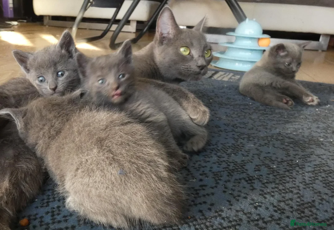 Russian Blue cats for sale: Pure Russian Blue kittens - Advert 11