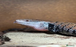 Skink reptiles for sale: Blue Tongue Skink with full set up  - Image 2