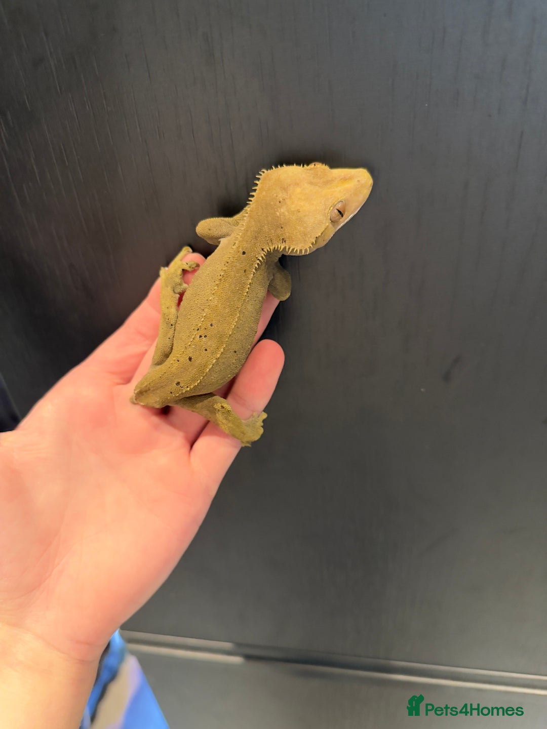 Gecko reptiles for sale: 2 female crested geckos  - Advert 4
