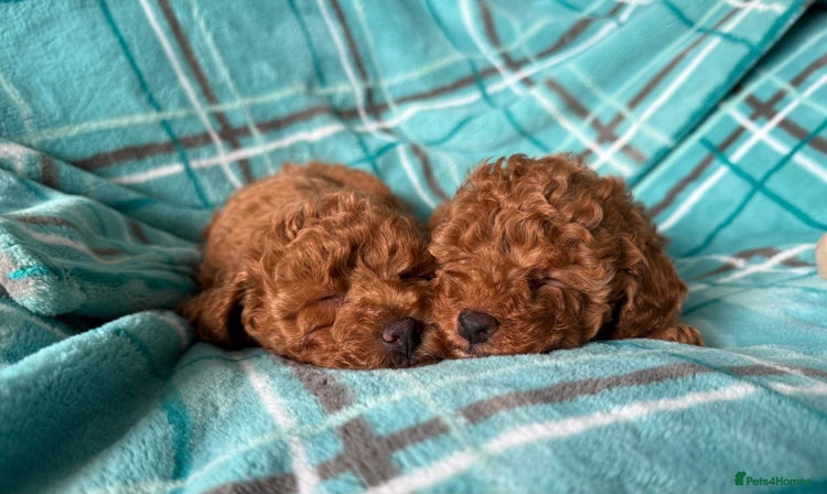 Toy Poodle dogs KC registered tiny toy poodles - Advert 1