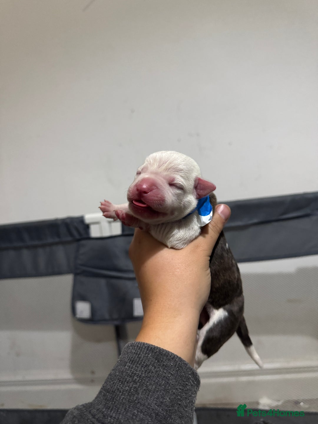 Mixed Breed dogs for sale: American bulldog cross Staffy pups - Image 11