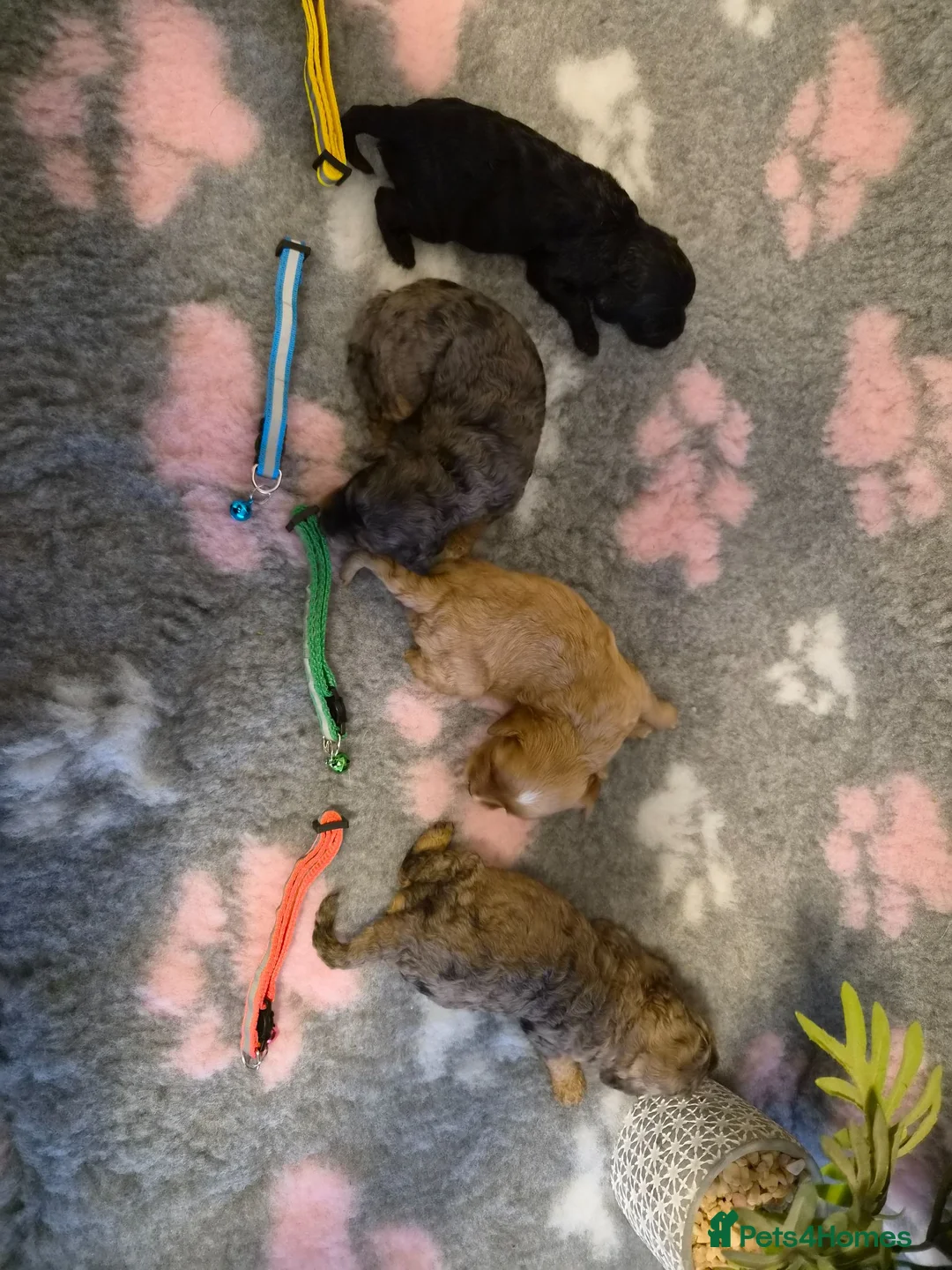 Cavapoo dogs for sale: F2 Cavapoo pups. DNA Health tested parents.  - Advert 1