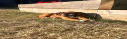 Boxer dogs for sale: Gorgeous litter of boxer puppies 🐶  - Advert 8