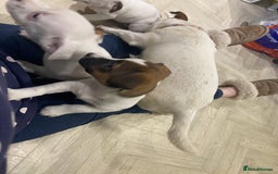 Jack Russell dogs for sale: Two girl puppies available  - Image 18