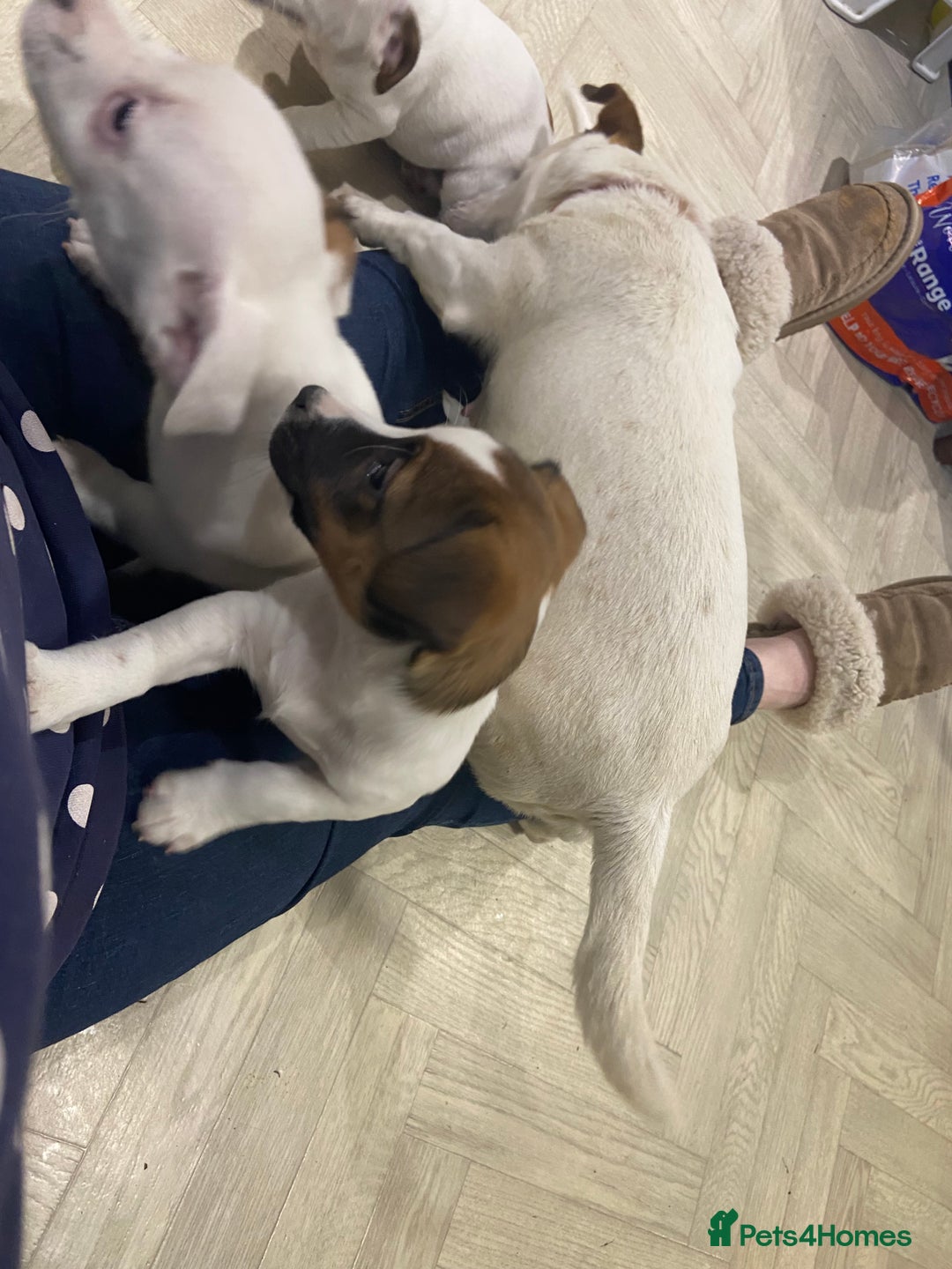 Jack Russell dogs for sale: Two girl puppies available  - Image 18