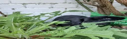British Giant rabbits for sale: Black 3 month female giant french lop - Advert 3
