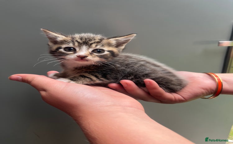 Mixed Breed cats - Advert 12
