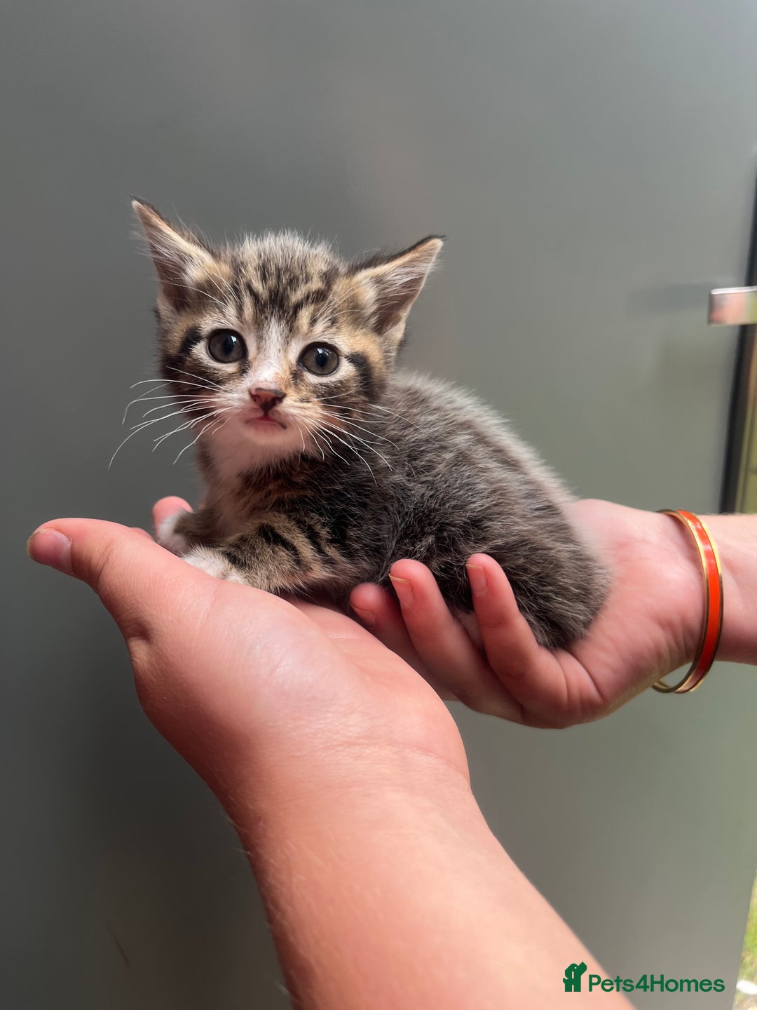 Mixed Breed cats for sale: One boy two girls  - Image 1