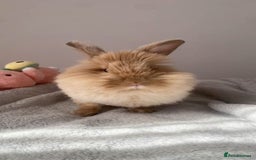 Mixed Breed rabbits for sale: Rabits - Image 2