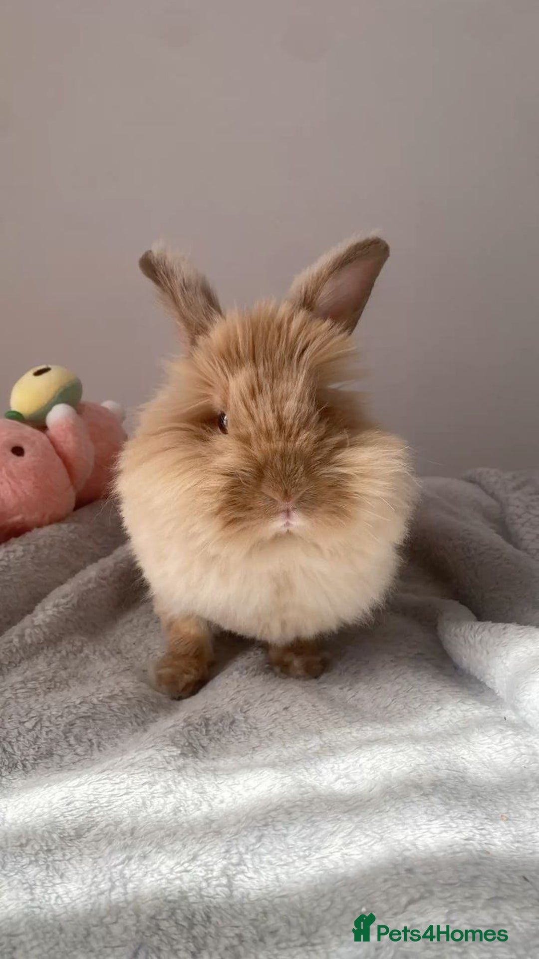 Mixed Breed rabbits for sale: Rabits - Image 2