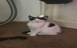 European cats for sale: 4 kittens ready to be rehomed now! - Image 6