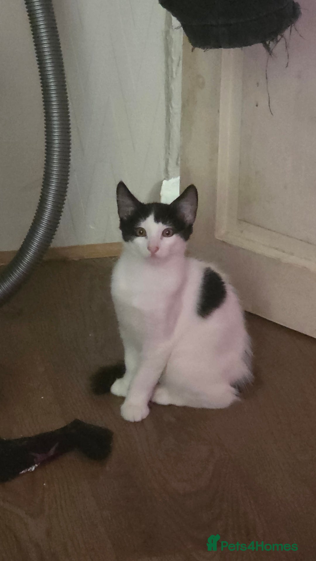 European cats for sale: 4 kittens ready to be rehomed now! - Image 6