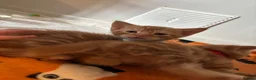Mixed Breed cats for sale: Three ginger kittens🧡 - Advert 14