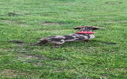 Miniature Dachshund dogs for sale: True Minature Daschunds  - Image 6